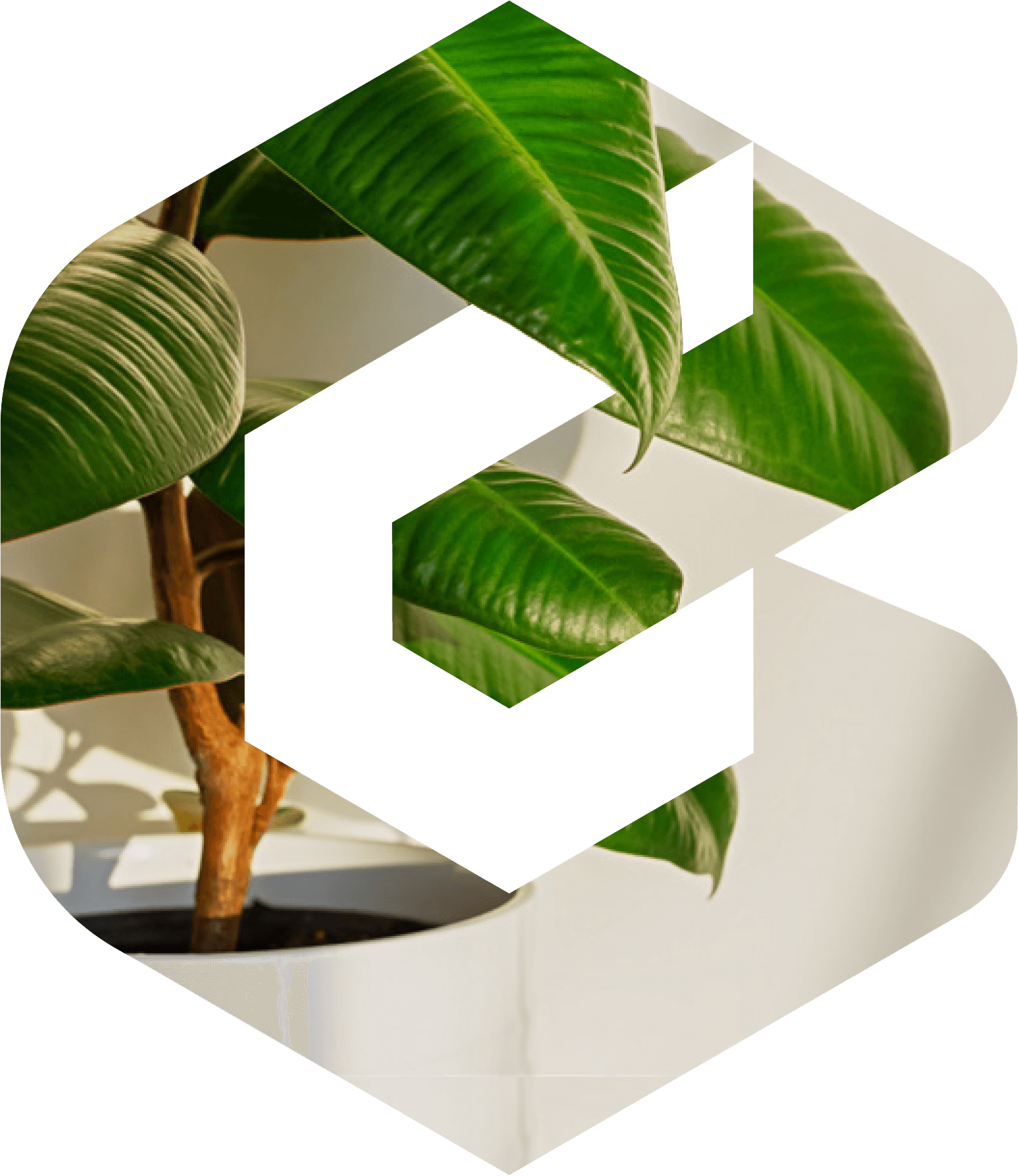 leaves behind the BIC Consolidated logo